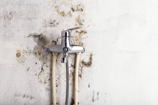 Best Mold Testing  in Dalhart, TX