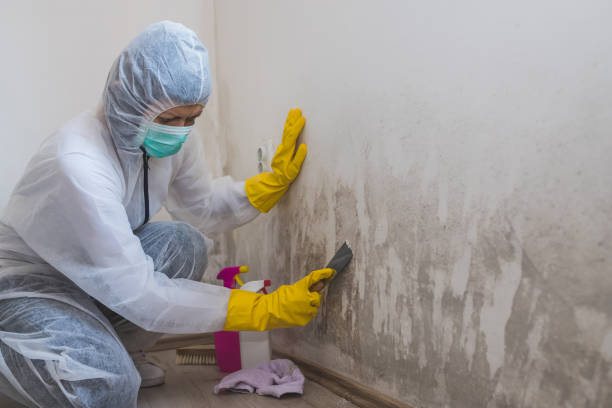 Best Certified Mold Removal  in Dalhart, TX