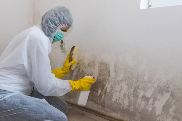 Best Residential Mold Removal  in Dalhart, TX