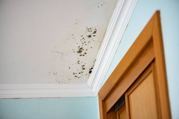 Best Mold Testing  in Dalhart, TX