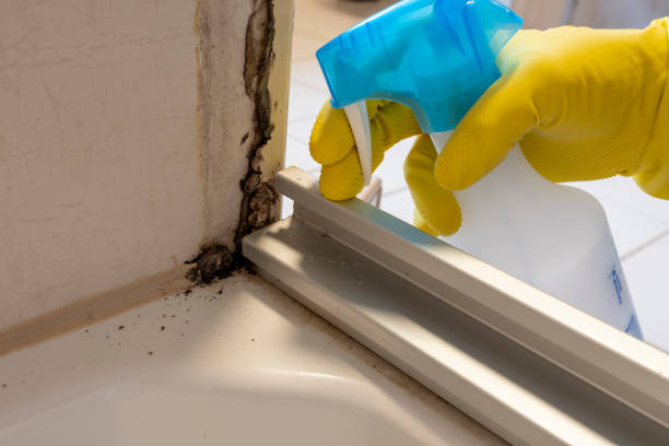 Best Mold Removal Process  in Dalhart, TX