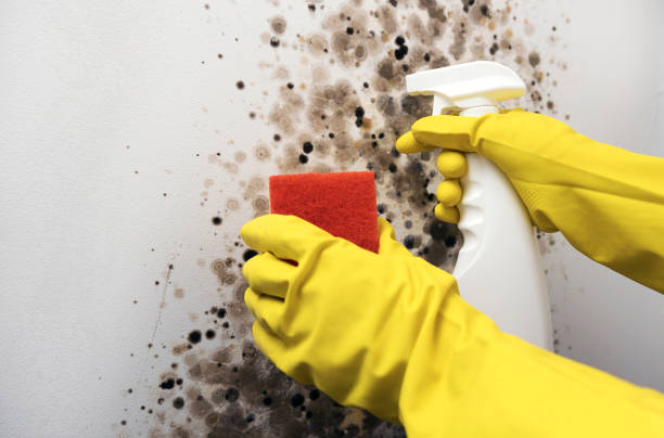 Mold Removal Process in Dalhart, TX