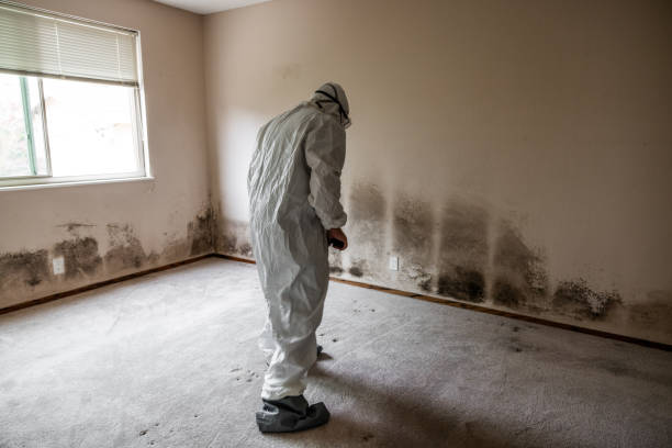 Best Toxic Mold Removal  in Dalhart, TX