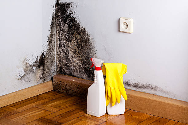 Best Fast Mold Removal  in Dalhart, TX